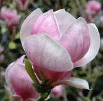 Magnolia x soulangeana ' Rustica Rubra'